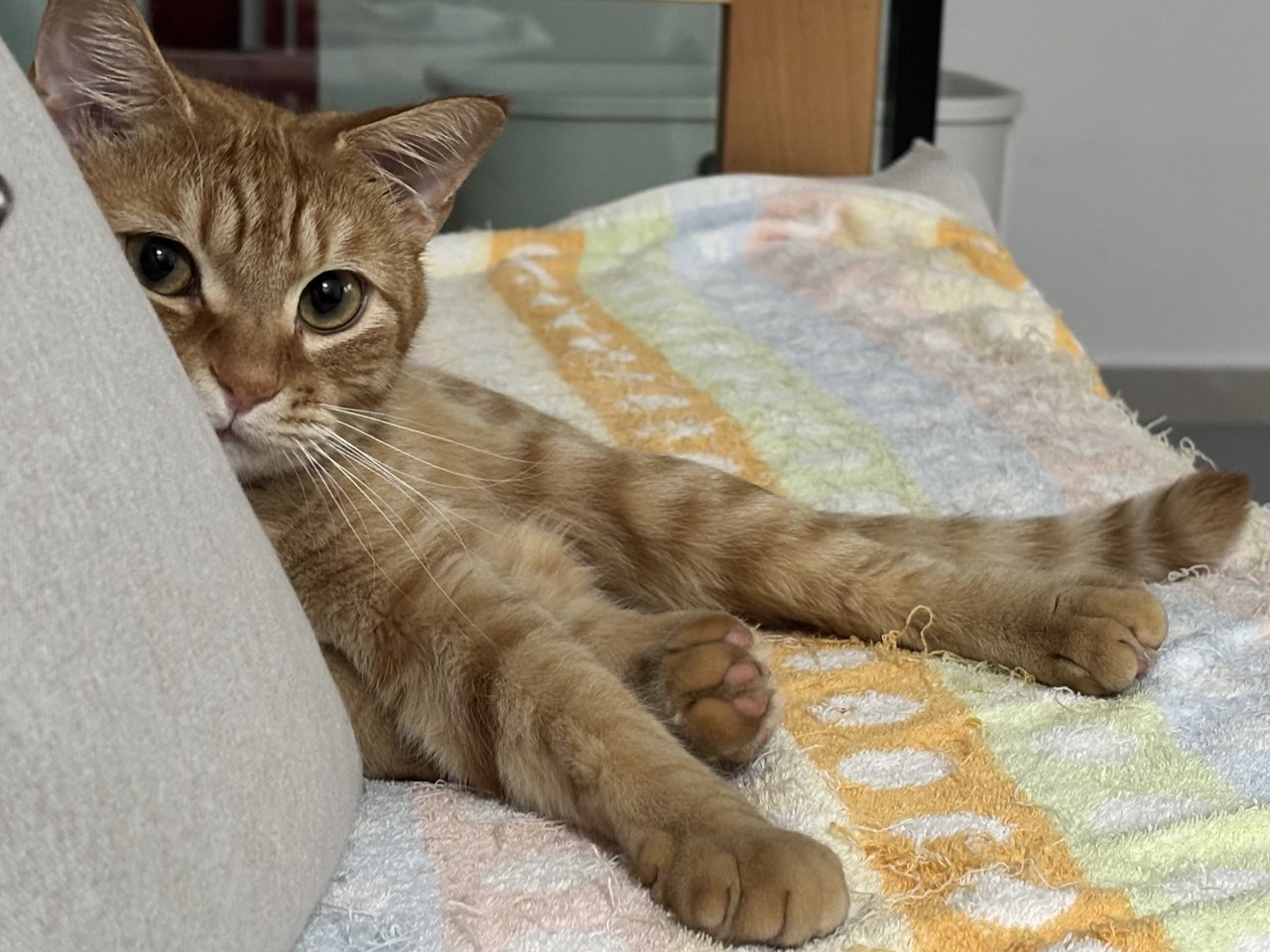 A cat
